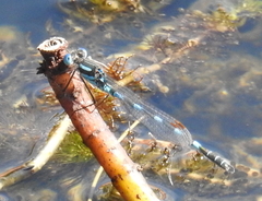 Austrolestes annulosus