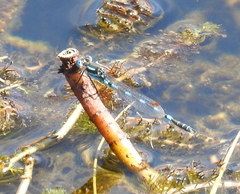Austrolestes annulosus