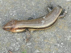 Plestiodon finitimus
