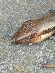 Plestiodon finitimus
