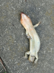 Plestiodon finitimus