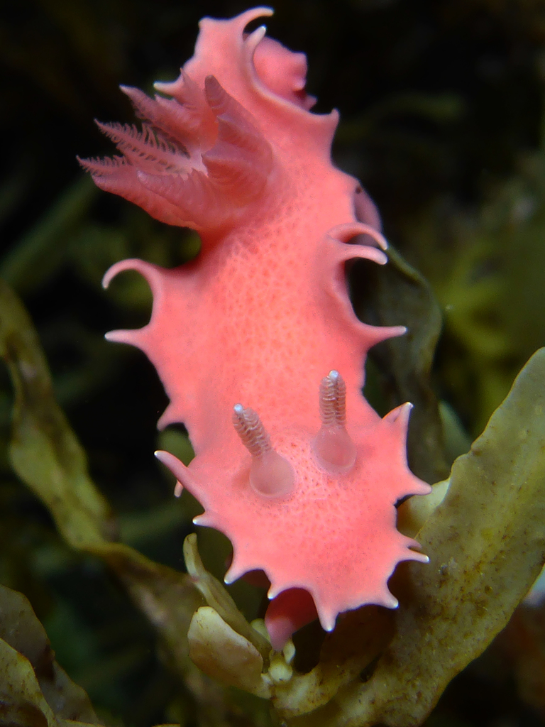 Verco's Chromodorid