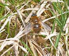 Tachina ursina