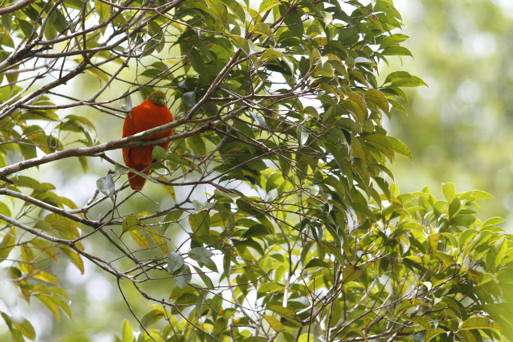 Orange Dove (Ptilinopus victor), photo 2