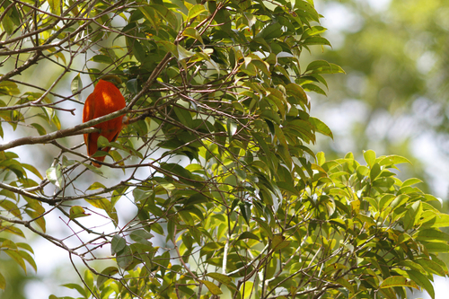 Orange Dove (Ptilinopus victor)