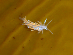 Coryphellina poenicia