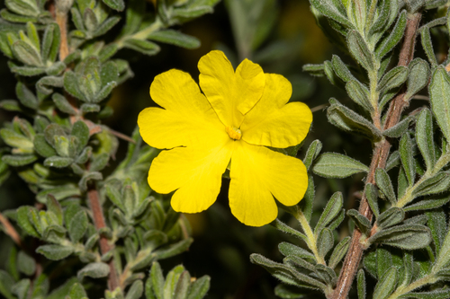 Port Lincoln Guinea-flower (Hibbertia cinerea)