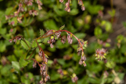 Gonocarpus mezianus (Gonocarpus mezianus)