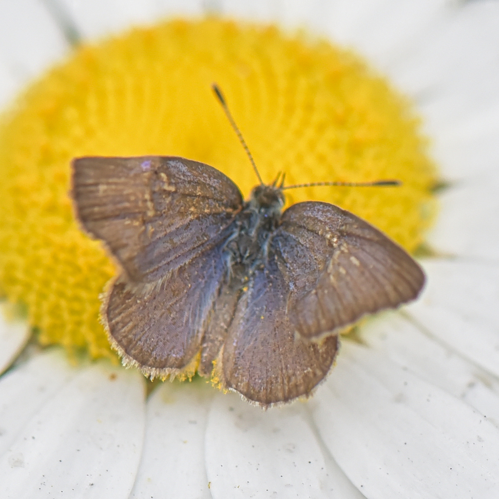 African Grass Blue from Olivedale, Randburg, 2158, South Africa on ...