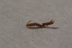 Scutigerellidae