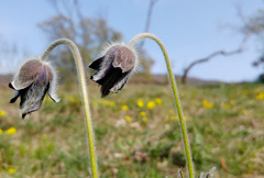 Pulsatilla montana