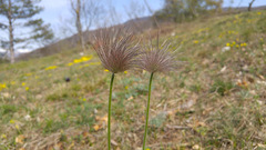 Pulsatilla montana