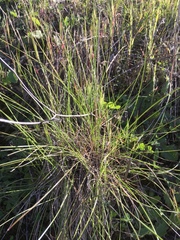 Festuca californica