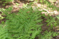 Dryopteris campyloptera image
