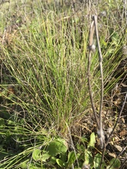 Festuca californica