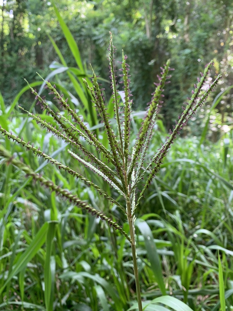 Paspalum fasciculatum