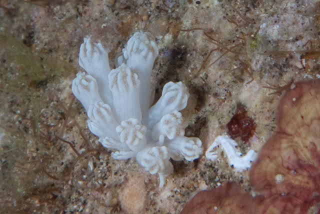 Mimic Nudibranch