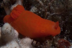 キヌハダウミウシ