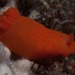 キヌハダウミウシ