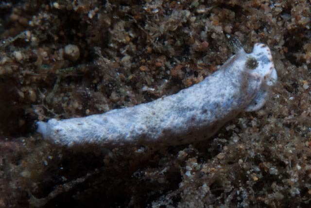 Dermatobranchus phyllodes