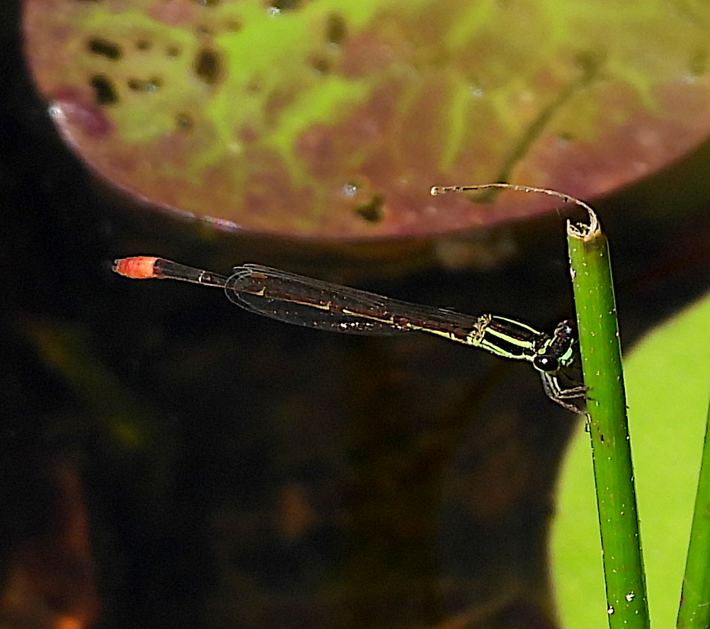 Shadefly Red-tipped Shadefly from Dam, Bunyaville Conservation Park, Brisbane ...