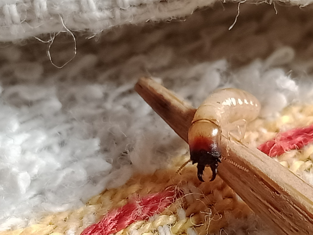 Cryptotermes dudleyi