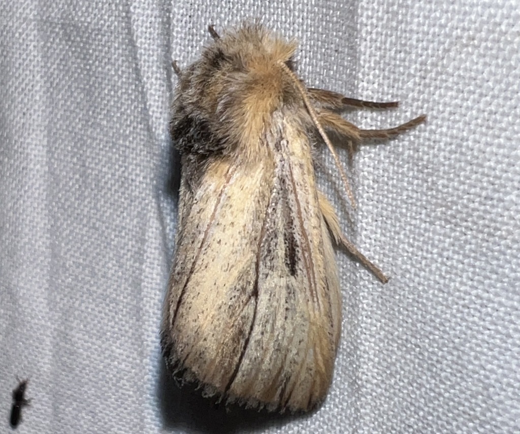 Eutimia trifasciata