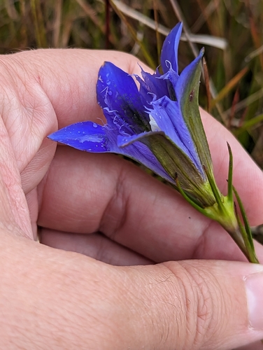 Image of Gentiana autumnalis by (c) Alison Northup, some rights reserved (CC BY)