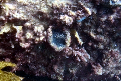 Psammocinia