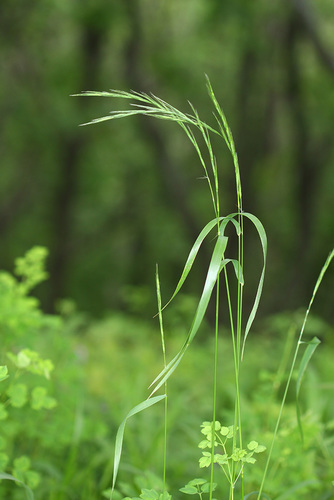Slender wheatgrass