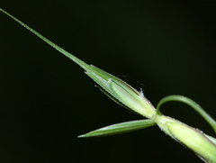 Elymus ciliaris