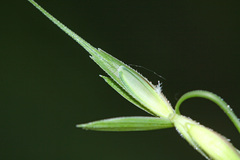 Elymus ciliaris
