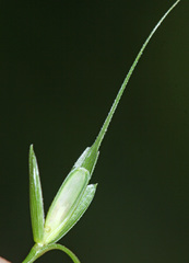 Elymus ciliaris