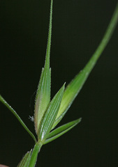 Elymus ciliaris
