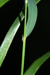 Elymus ciliaris
