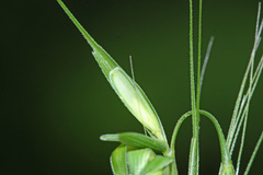 Elymus ciliaris