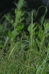 Elymus ciliaris