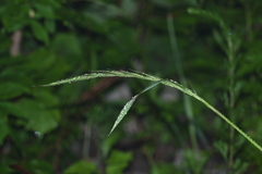 Elymus ciliaris