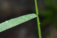 Elymus ciliaris