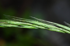 Elymus ciliaris