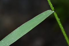 Elymus ciliaris