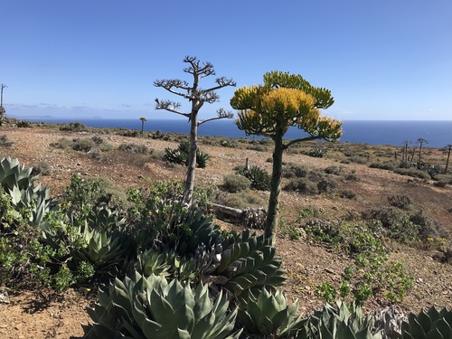 Agave sebastiana (Agave sebastiana)