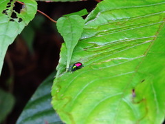 Platycorynus sauteri