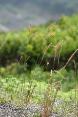 Elymus ciliaris