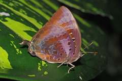 Arhopala micale
