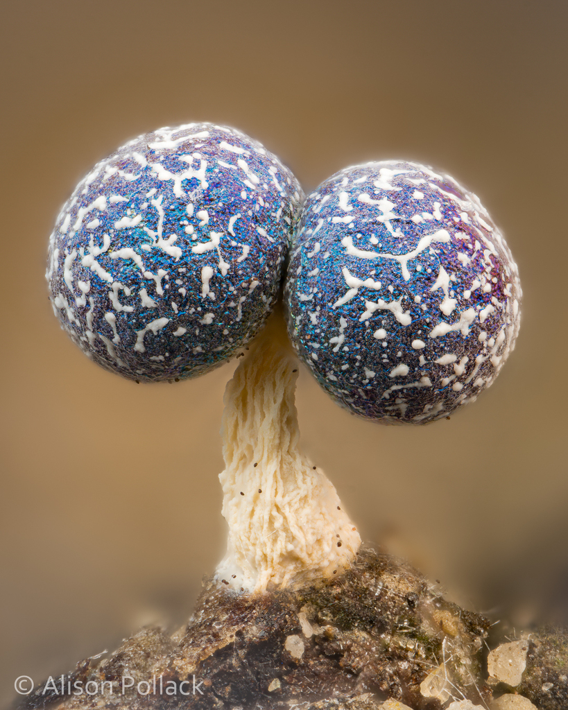Nannengaella
