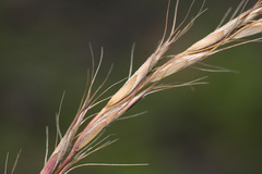 Elymus ciliaris
