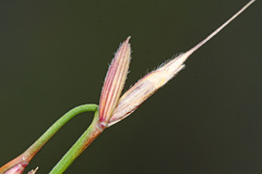 Elymus ciliaris