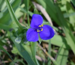 Tradescantia ohiensis
