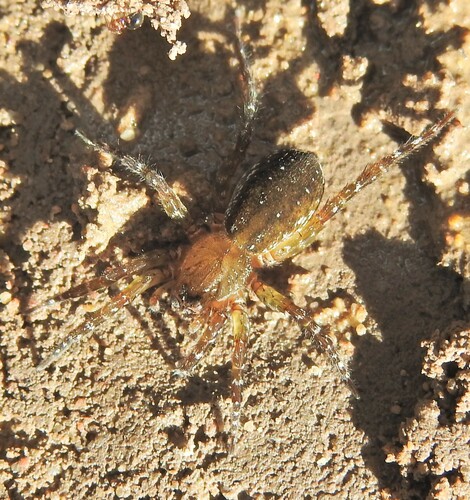 Trochosa glarea
